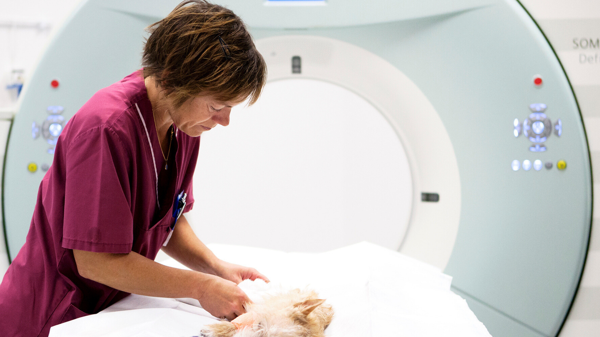 A woman in burgundy medical clothing stands and leans over an animal with light fur lying on a table. White equipment is visible in the background.