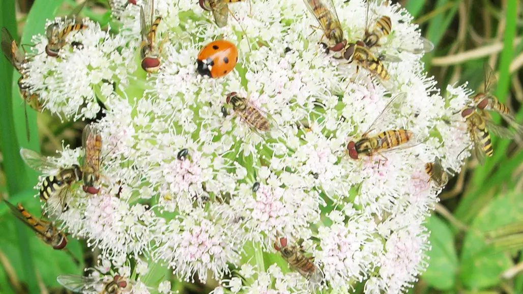 Foto av blomflugor och nyckelpigor på en vit blomma.