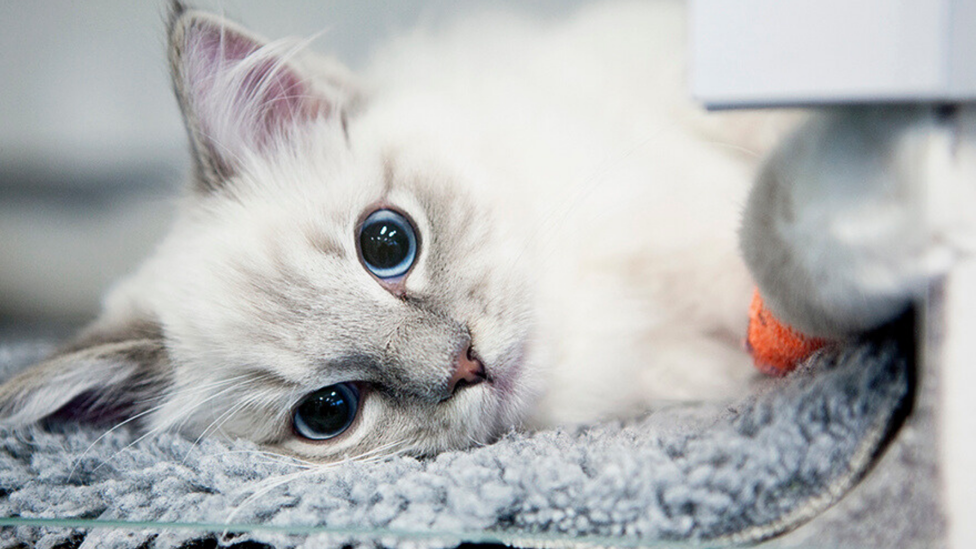 Cat with white fur and blue eyes lying down.