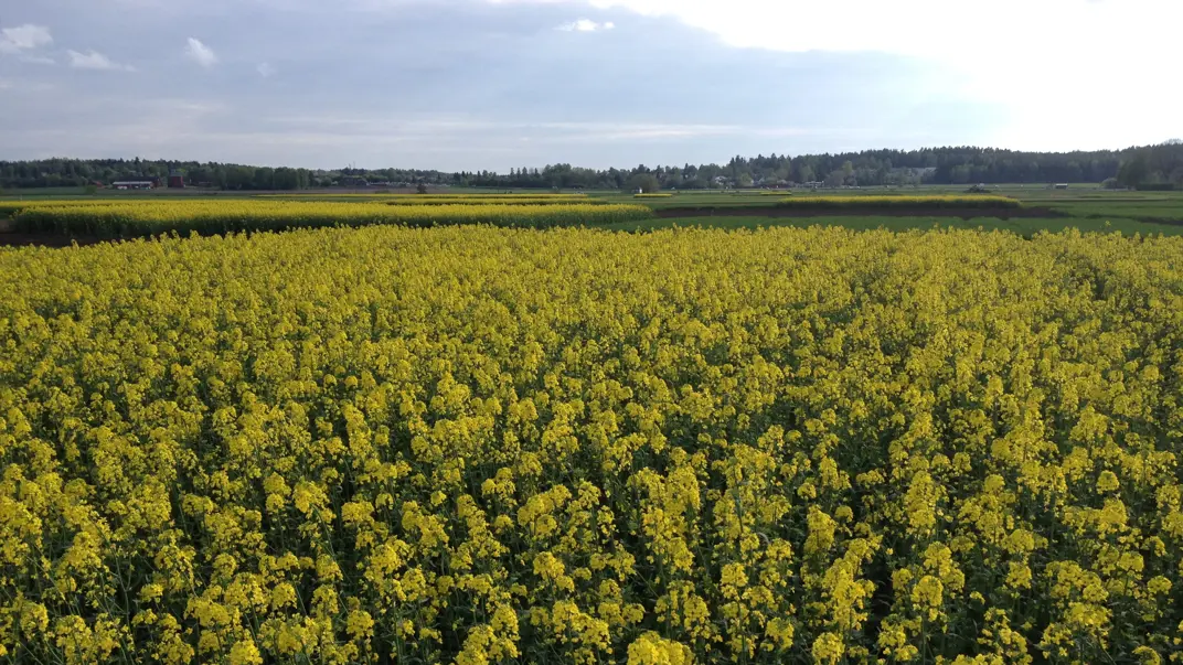 Blommande rapsfält.