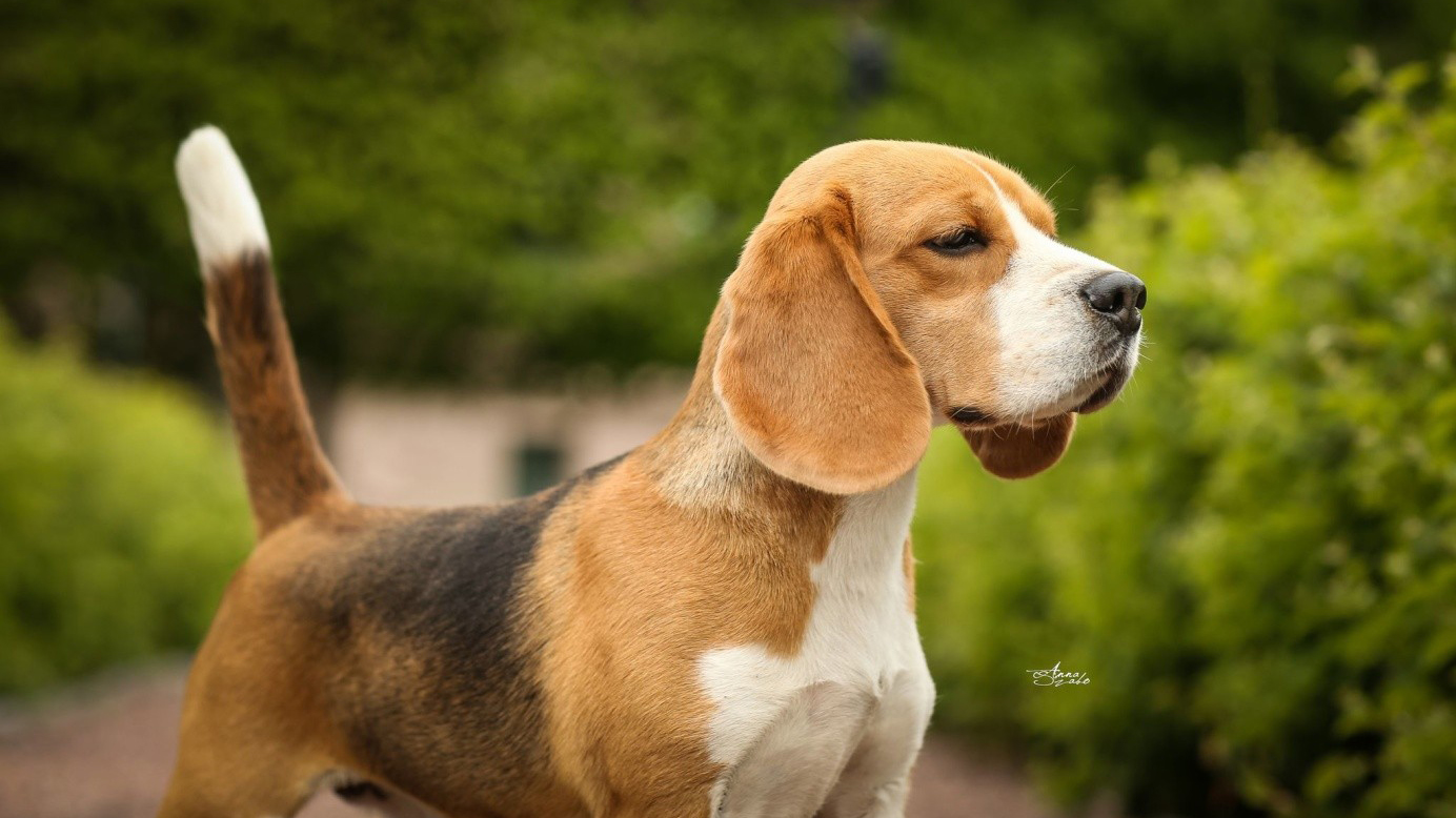 En beagel med svansen rakt upp i en grönskande miljö. Foto.