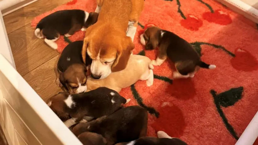 En tik med valpar. Foto.