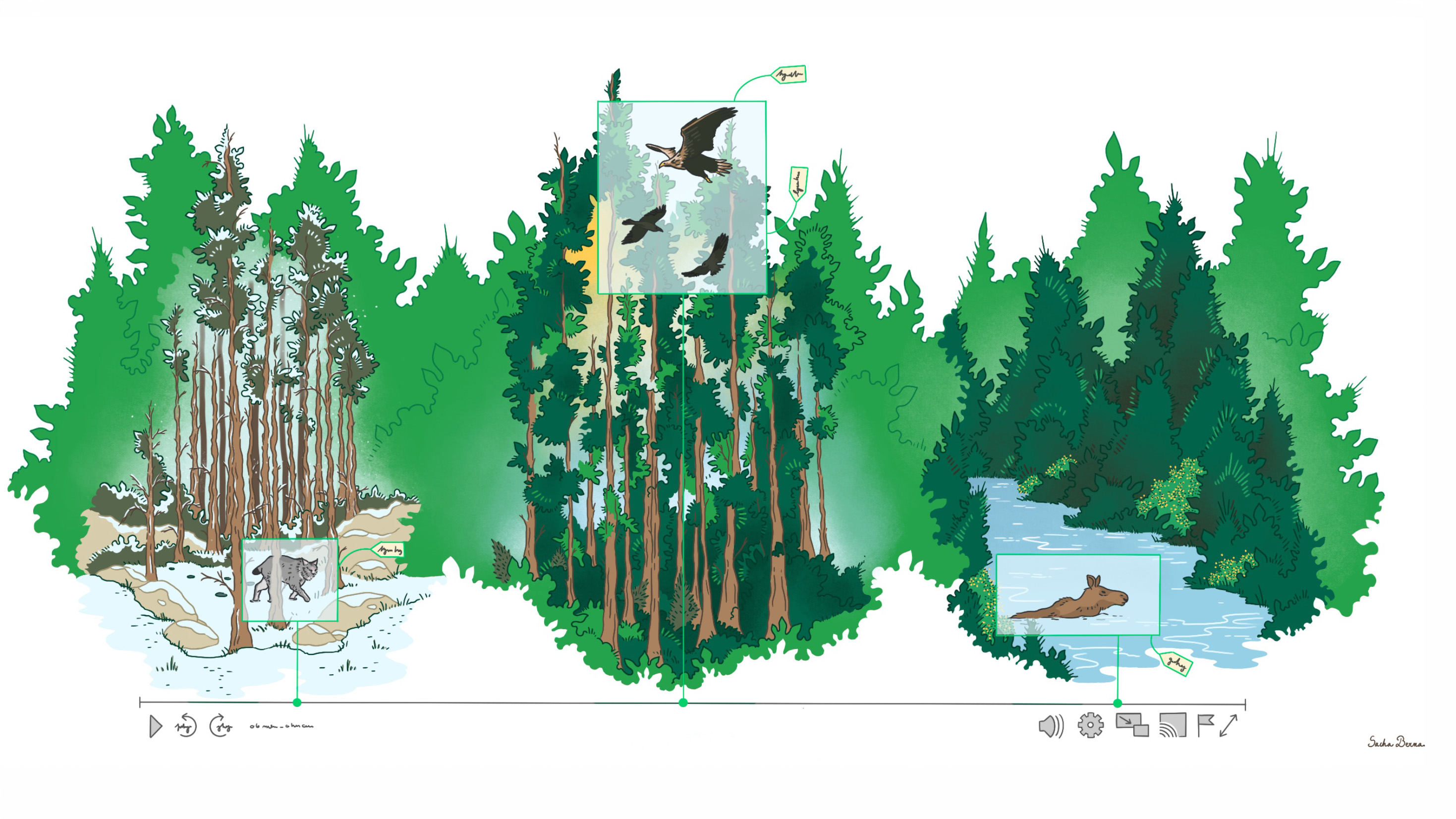 Illustration of three different forest environments with water in the foreground. On the left is a sparse pine forest with a lynx by the shoreline. In the center is a dense forest with several birds of prey flying among the trees. On the right is a forest beside a river or lake where a moose is swimming in the water. The image includes highlighted information boxes and icons for interactivity and audio.