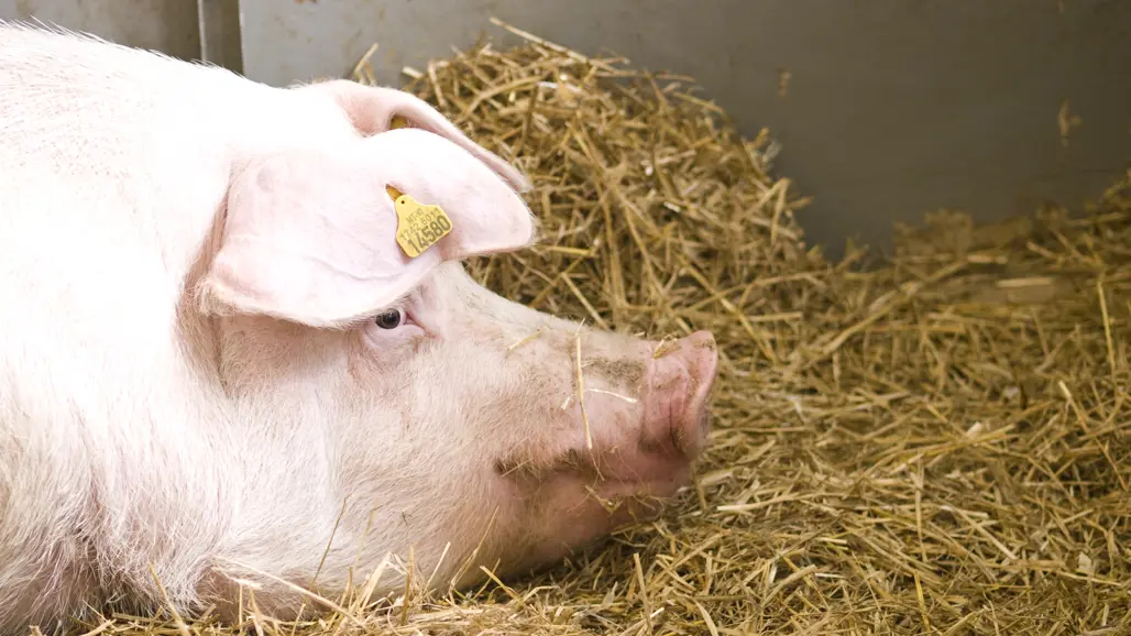 En gris vilar på ströbädd. Foto.