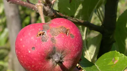 Foto av ett rött äpple med svart skorv på skalet.