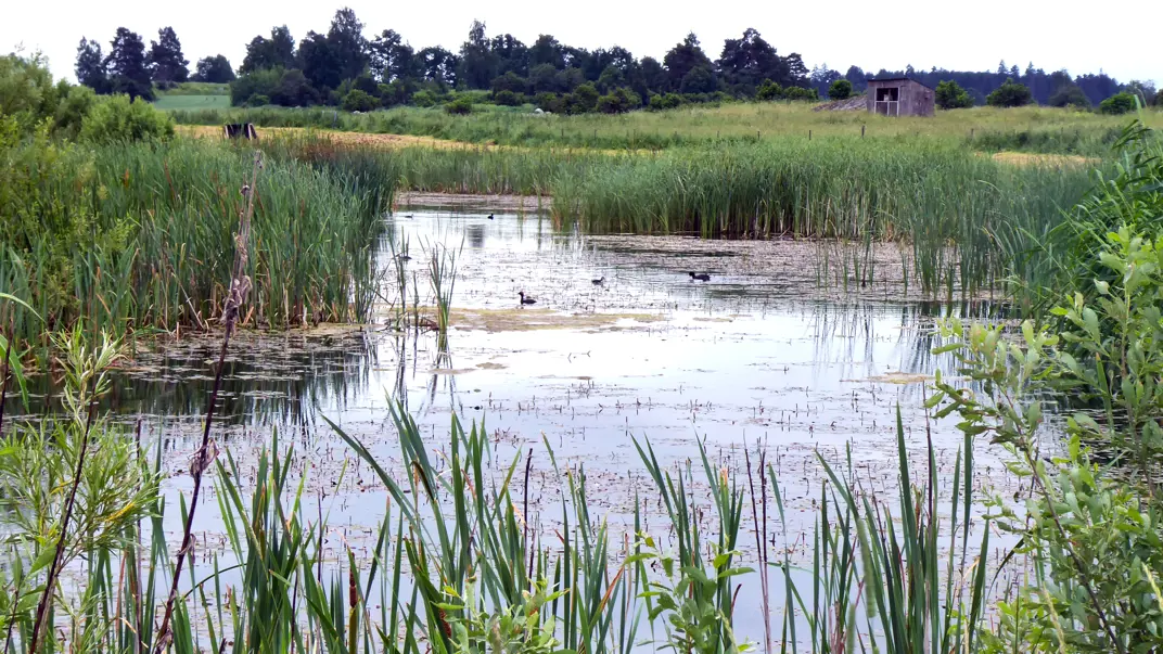 Wetland situated in aerable land. Photo.