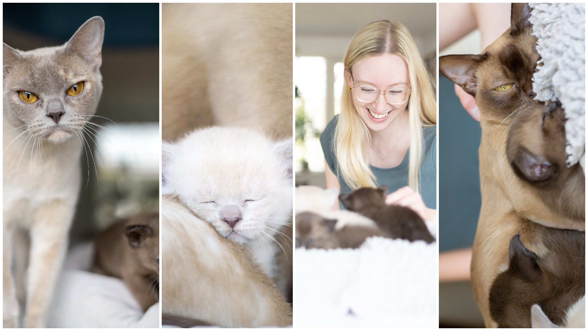 Kollagebild av katter och kattungar.