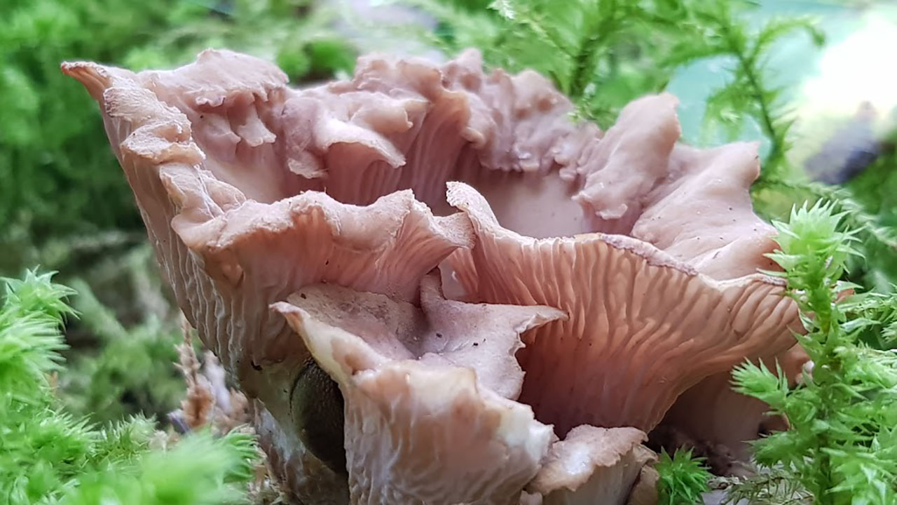 Rosa svamp i mossa. Foto