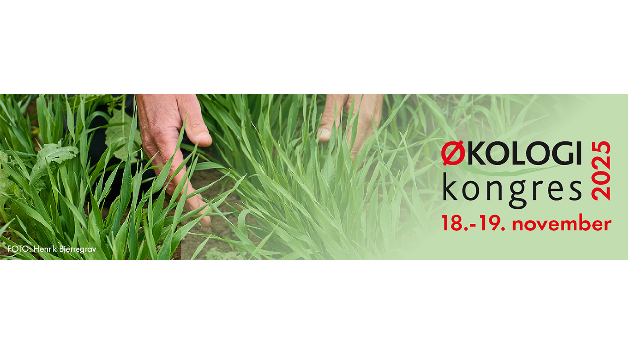 Ett par händer i växande grödor. Foto.