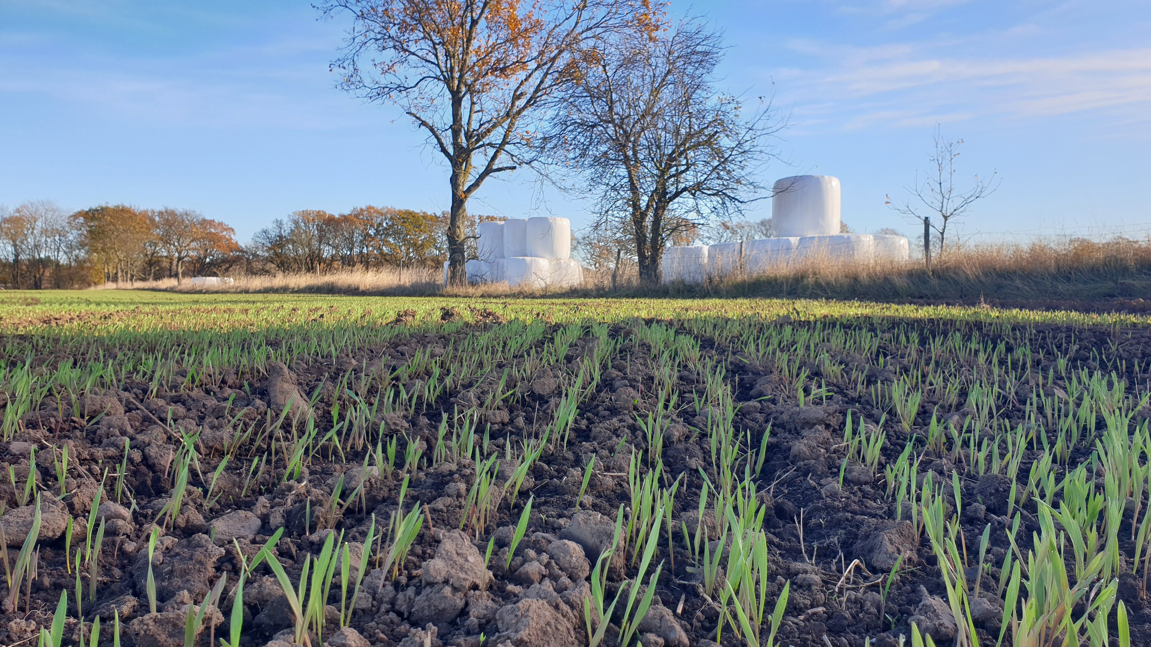 Seedlings on the field during autumn