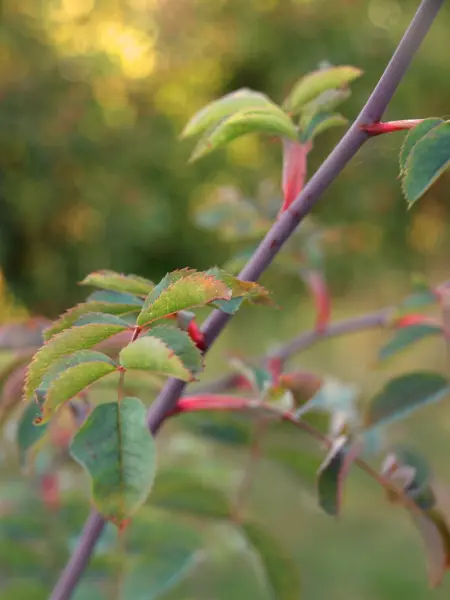 Närbild av Grönt kulturarv®s glauca-rosen 'Skarvsjö'. Fotot visar en mörk, dammigt lila gren med gröna blad med röd bas. I bakgrunden anas ett grönt buskage.