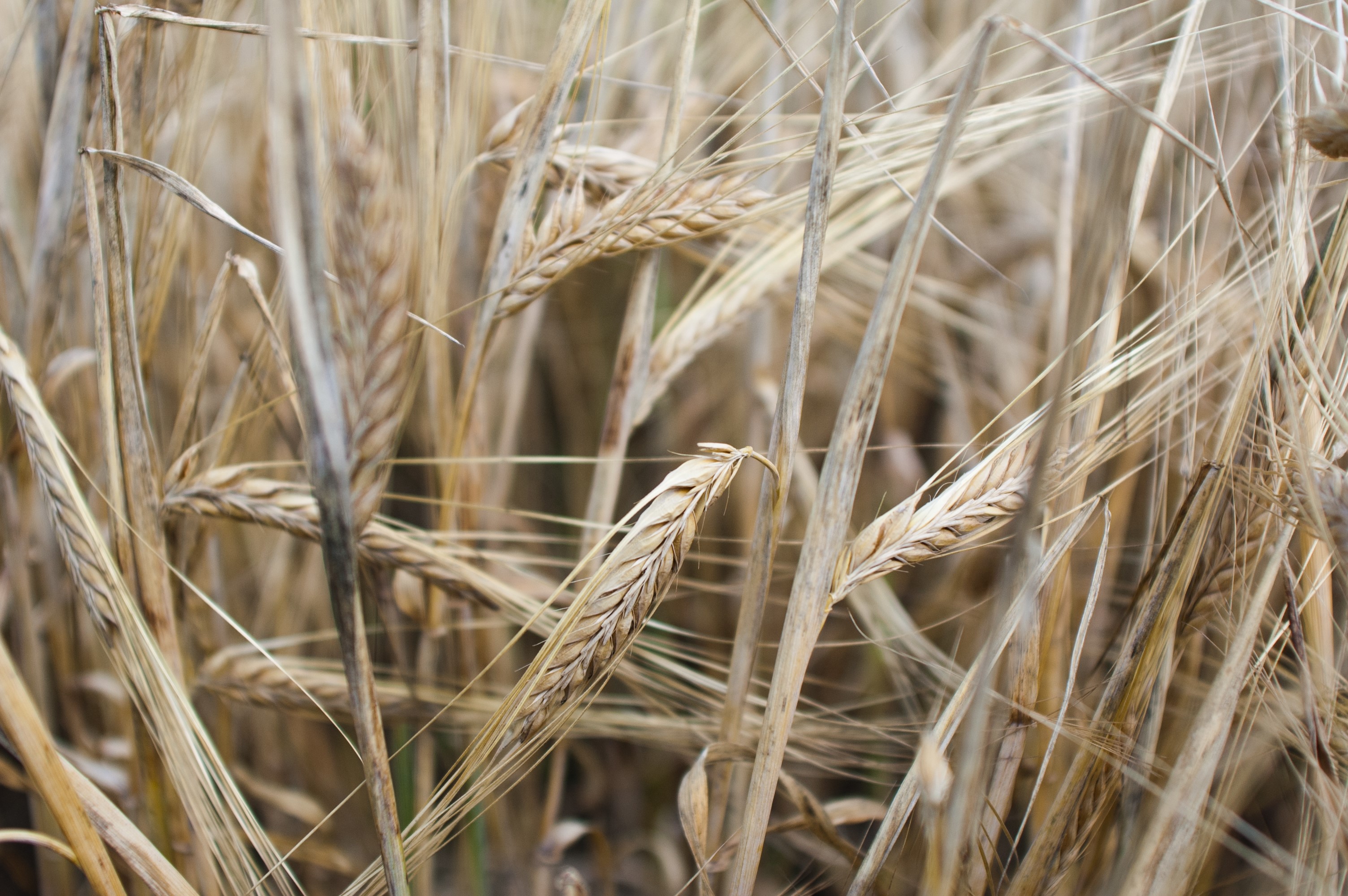 Perennial cereal production systems