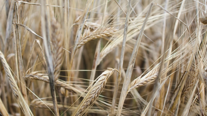 Perennial cereal production systems