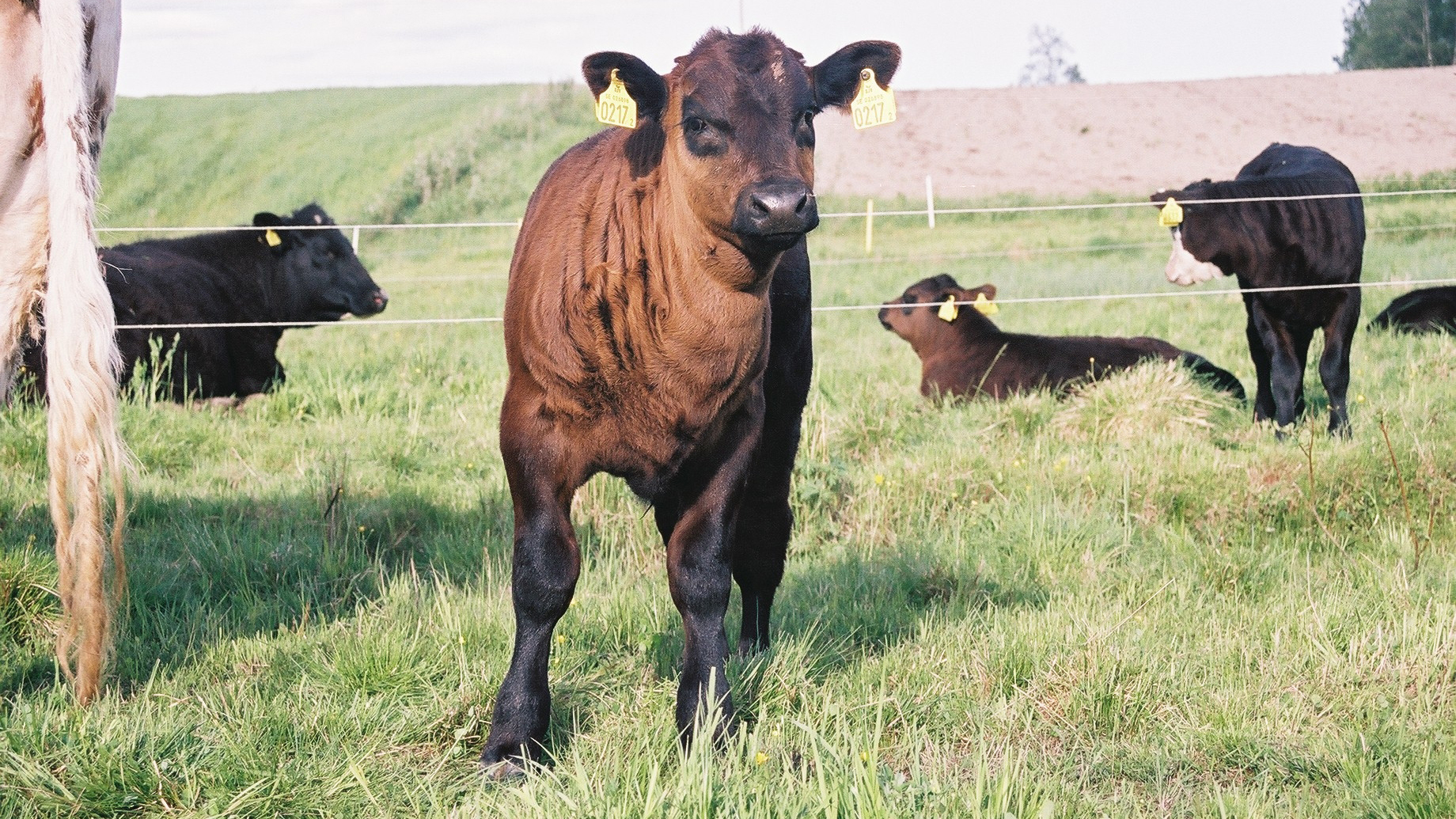En kalv på grönbete. Andra nötkreatur vilar i bakgrunden. Foto.