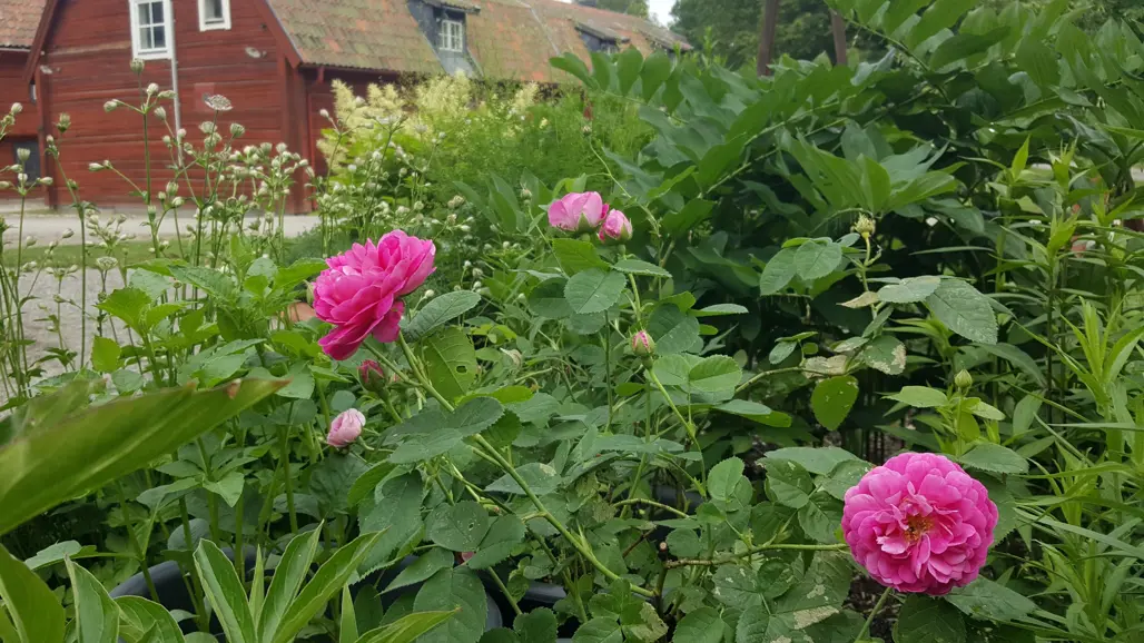 En rosa ros blommar framför ett äldre trähus. I bakgrunden syns plymspirea och stjärnflocka.