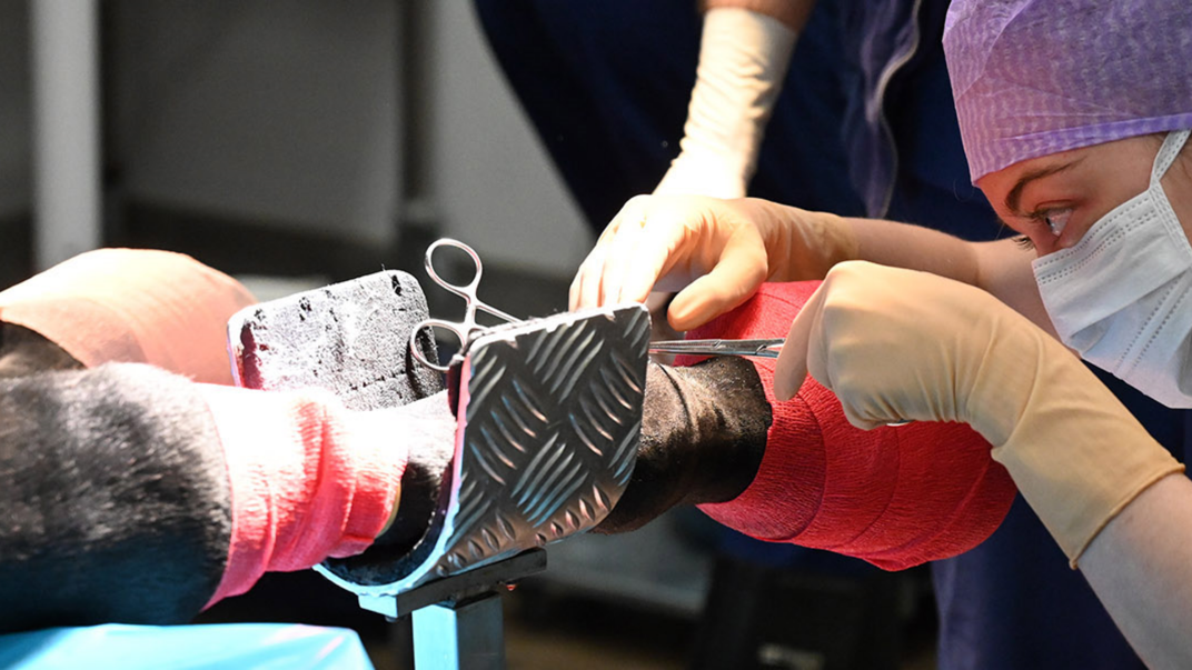 Person wearing a face mask examining a horse's leg.