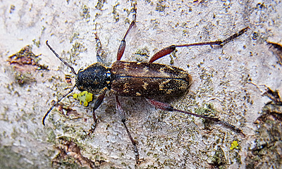 Gråbandad getingbock Xylotrechus rusticus