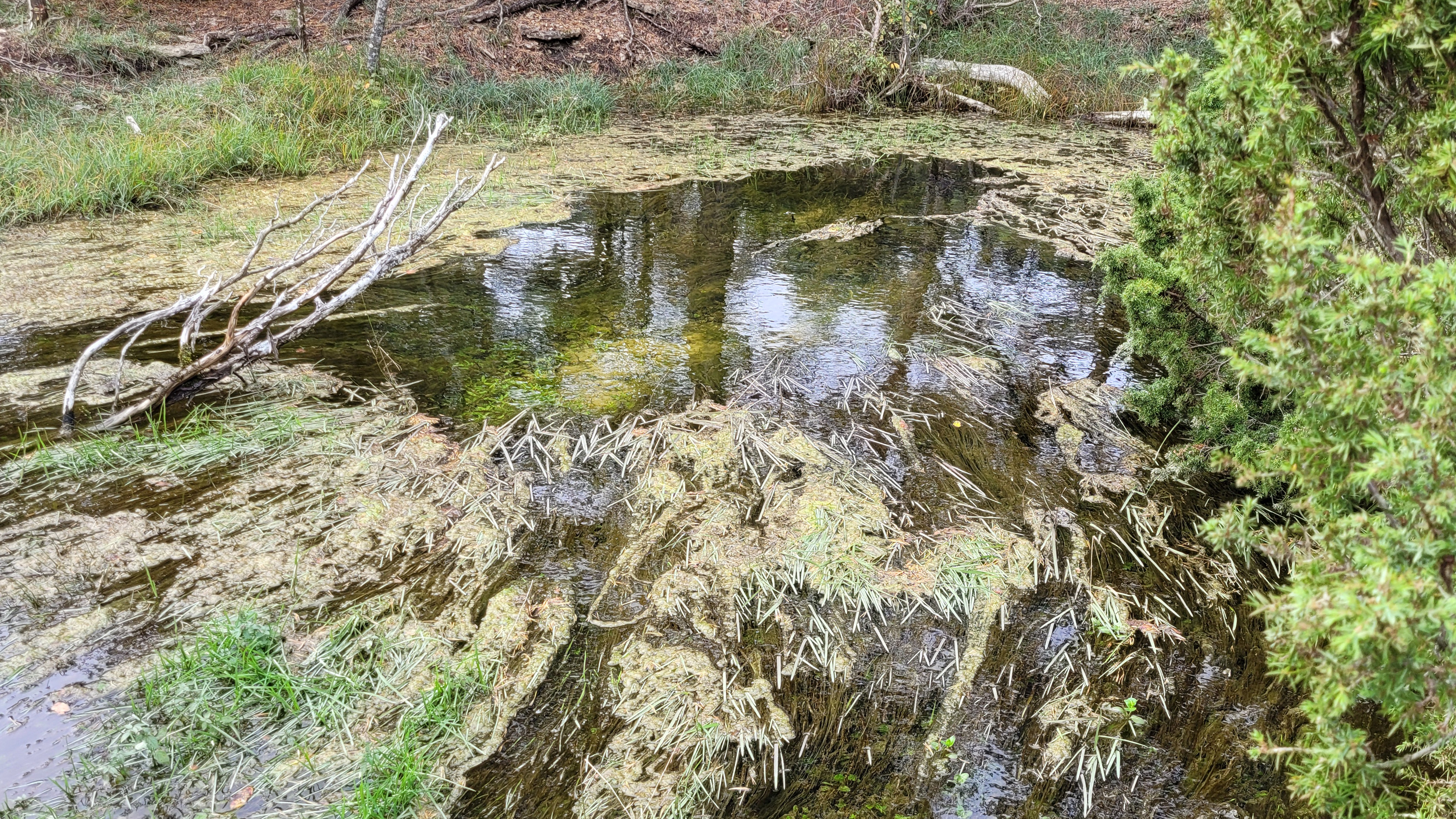 Vattenansamling i natur med träd i bakgrunden. Foto