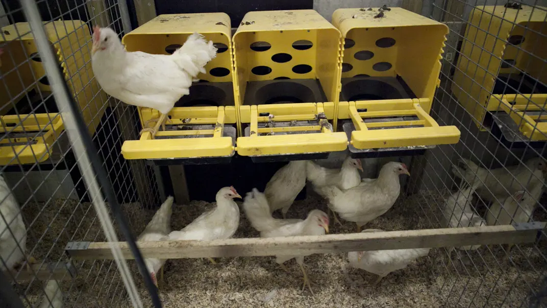 hens-in-chicken-house