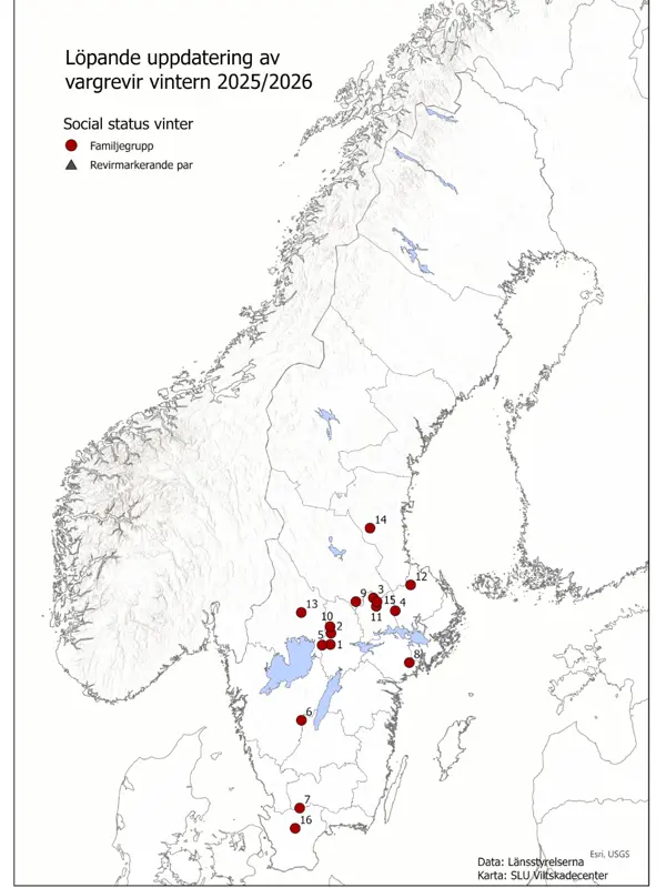 Dokumenterade vargrevir i Sverige 19 dec 2025