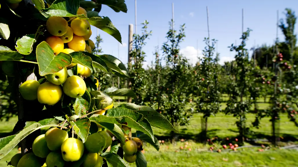 Gröna äpplen i förgrunden, äppelodling i bakgrunden