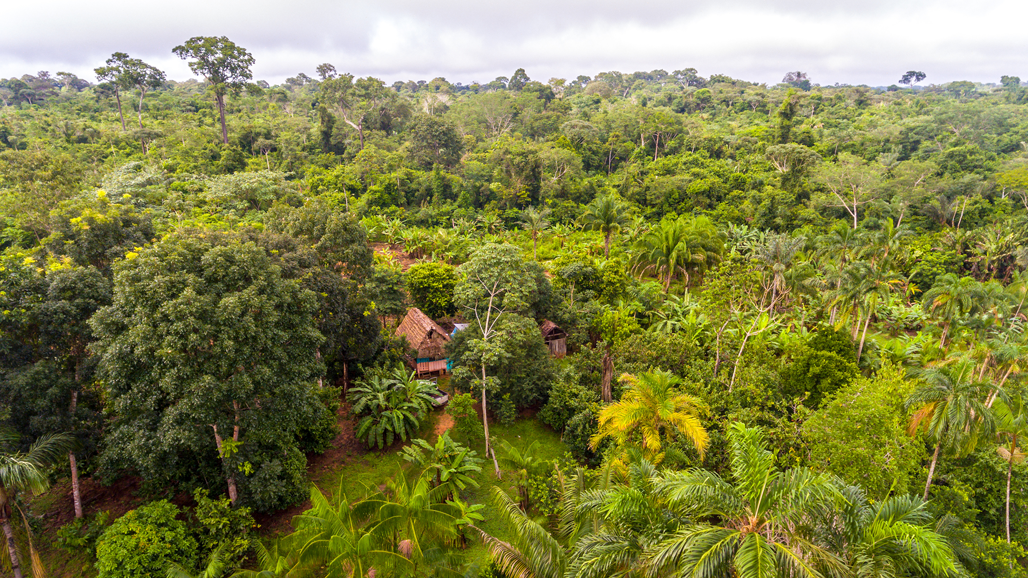 Amazon Agroforestry with a Variety of Tropical Crops a Bananas, Brazil Nuts, Papaya, Pineapple, Yuca and More.