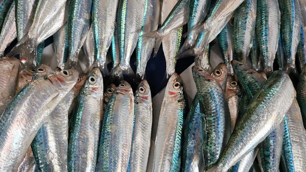 Close-up of a pile of fresh small fish with silvery bodies and blue-green stripes, laid out side by side.