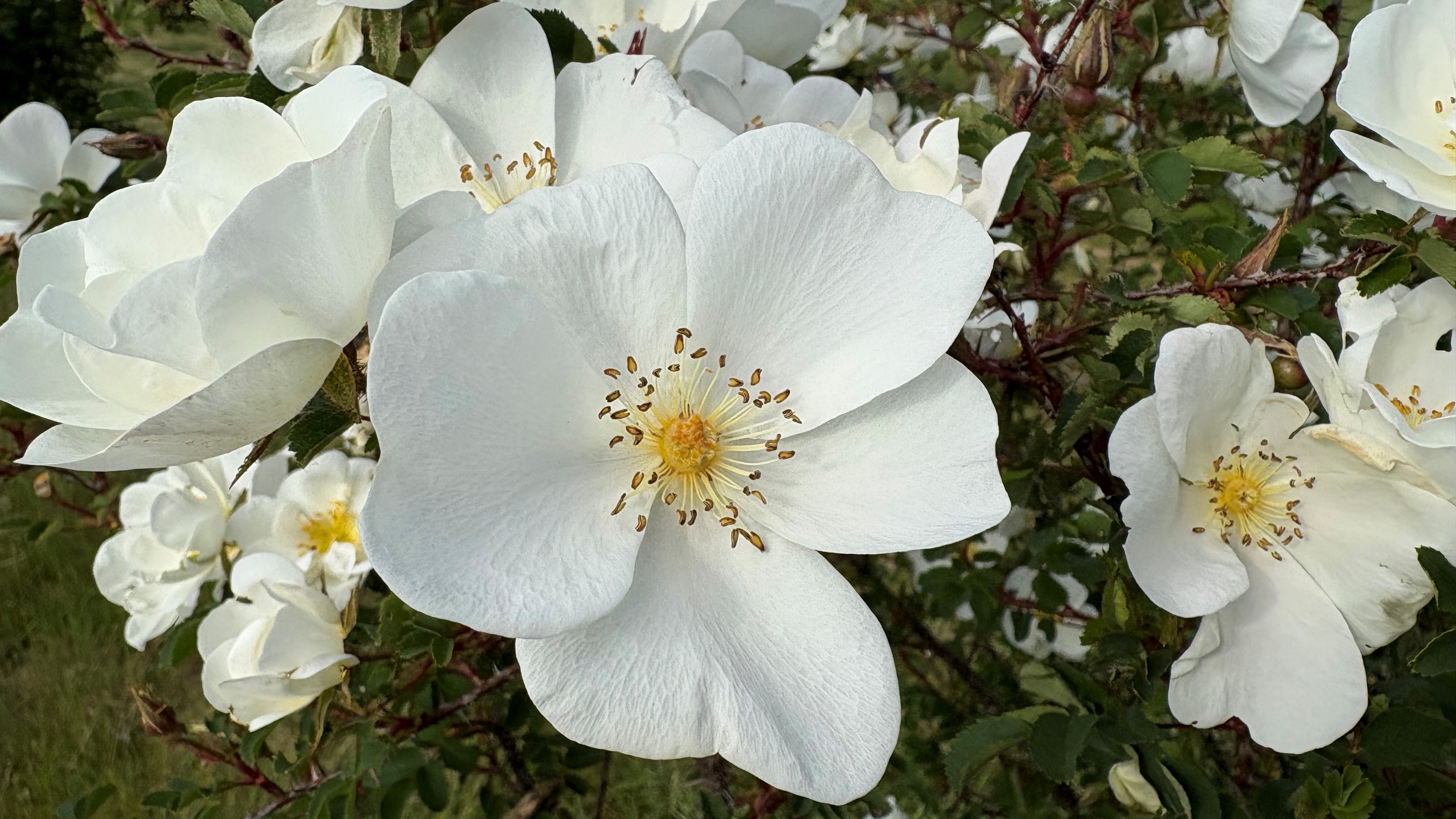 Närbild av den vitblommiga spinosissima-rosen 'Västra Frölunda'. 