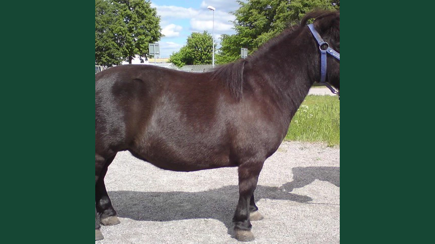 Foto av en häst av rasen shetlandsponny, med krumma ben.