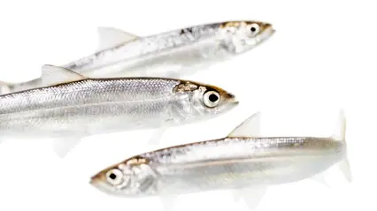 Three fishes