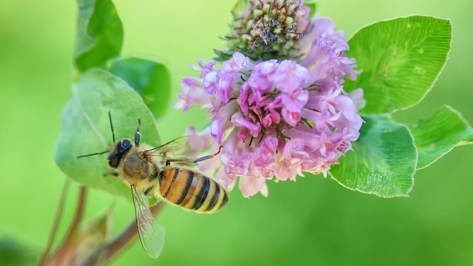 Bee on flower.