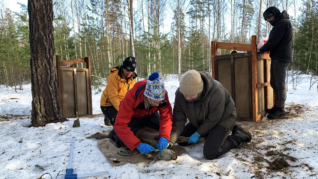 Field workers taking measurements of deer.
