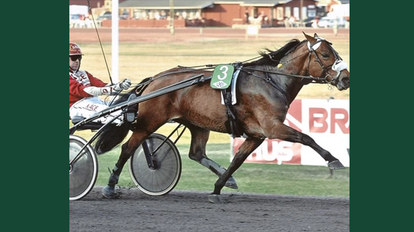 Foto av en travhäst på banan som springer med kusk och sulky bakom sig.