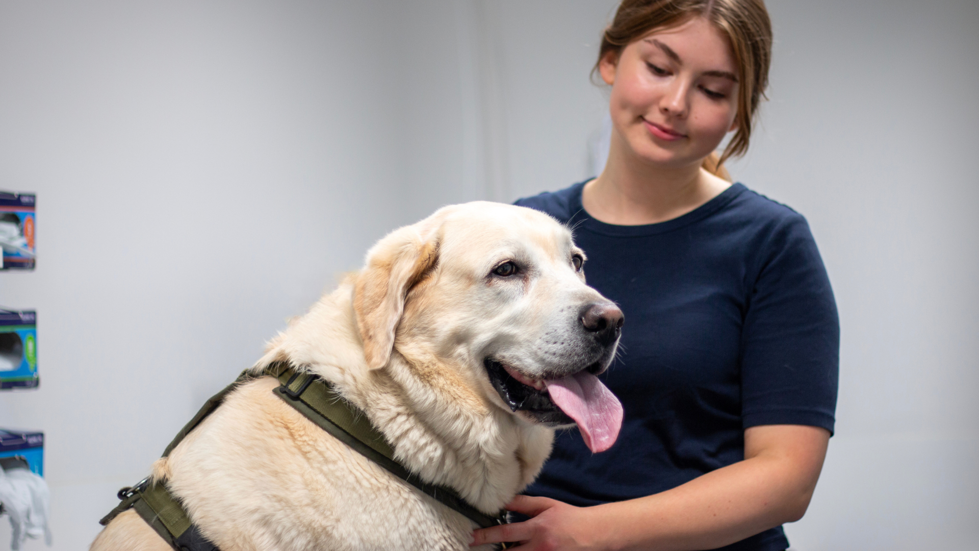 Hund med vit päls som har på sig en hundsele. Bredvid hunden står en kvinna med brunt hår och mörkblå tröja som tittar på hunden. 