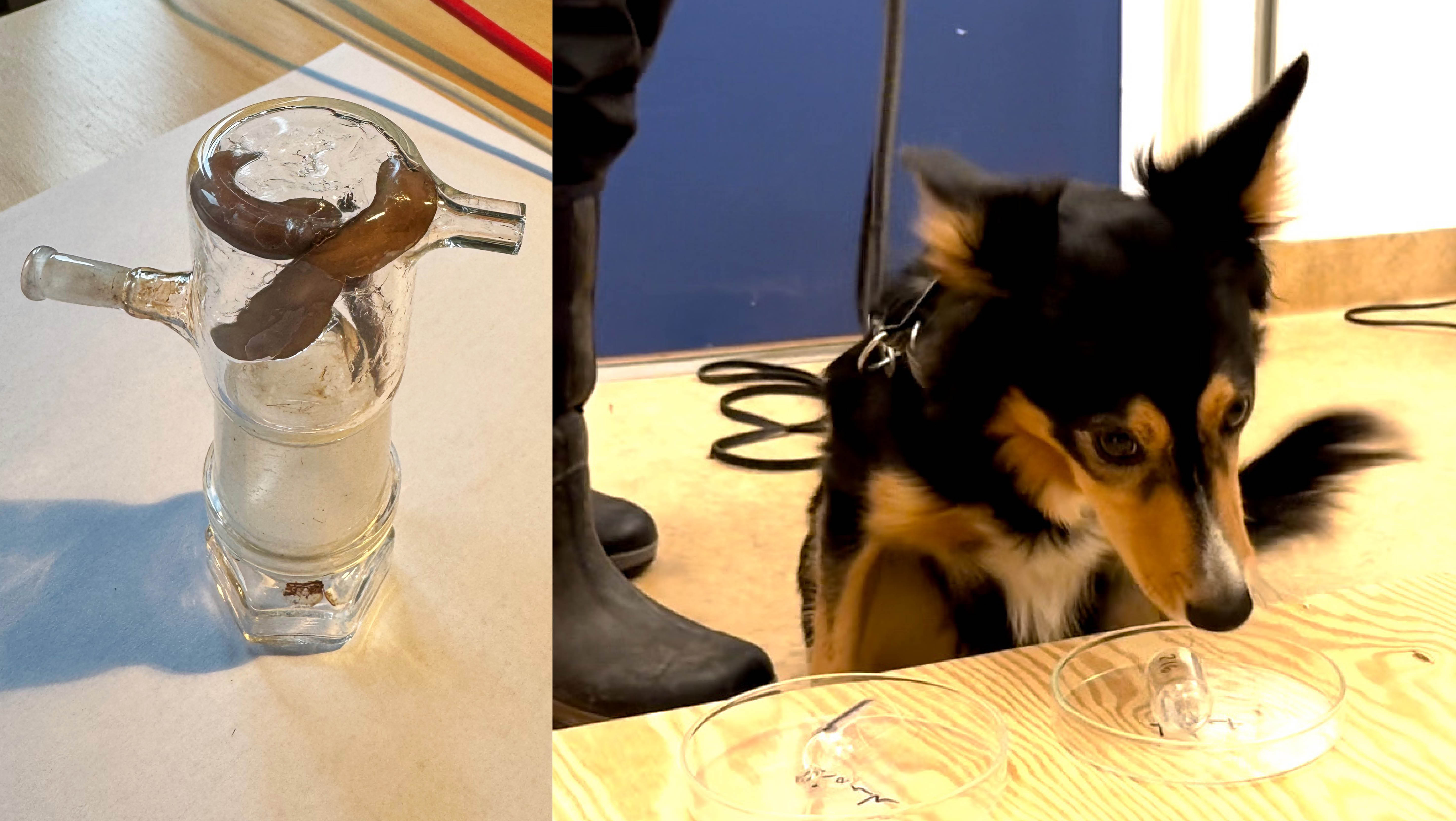 Collage: En glasbehållare med plattmaskar. Sökhunden Mai undersöker en petridisk med luktprov.