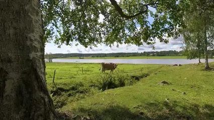 Björkhage med kor