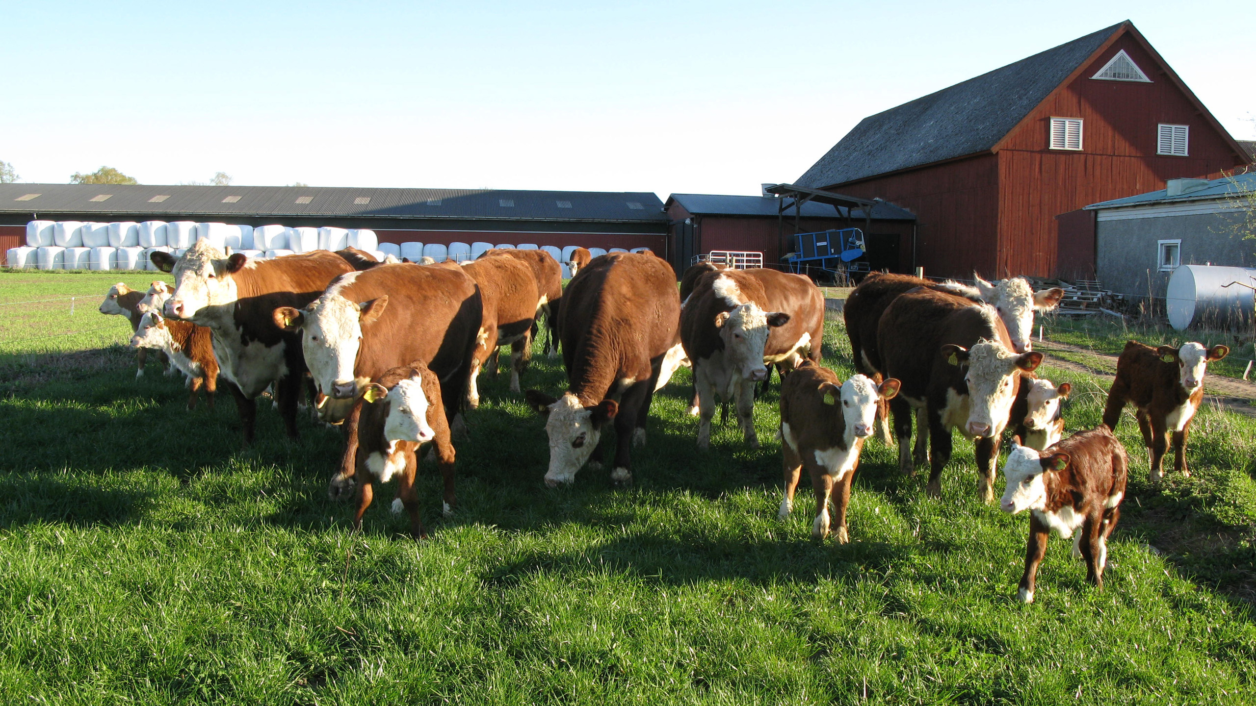 En grupp köttdjur på bete utanför Götalas ladugård.