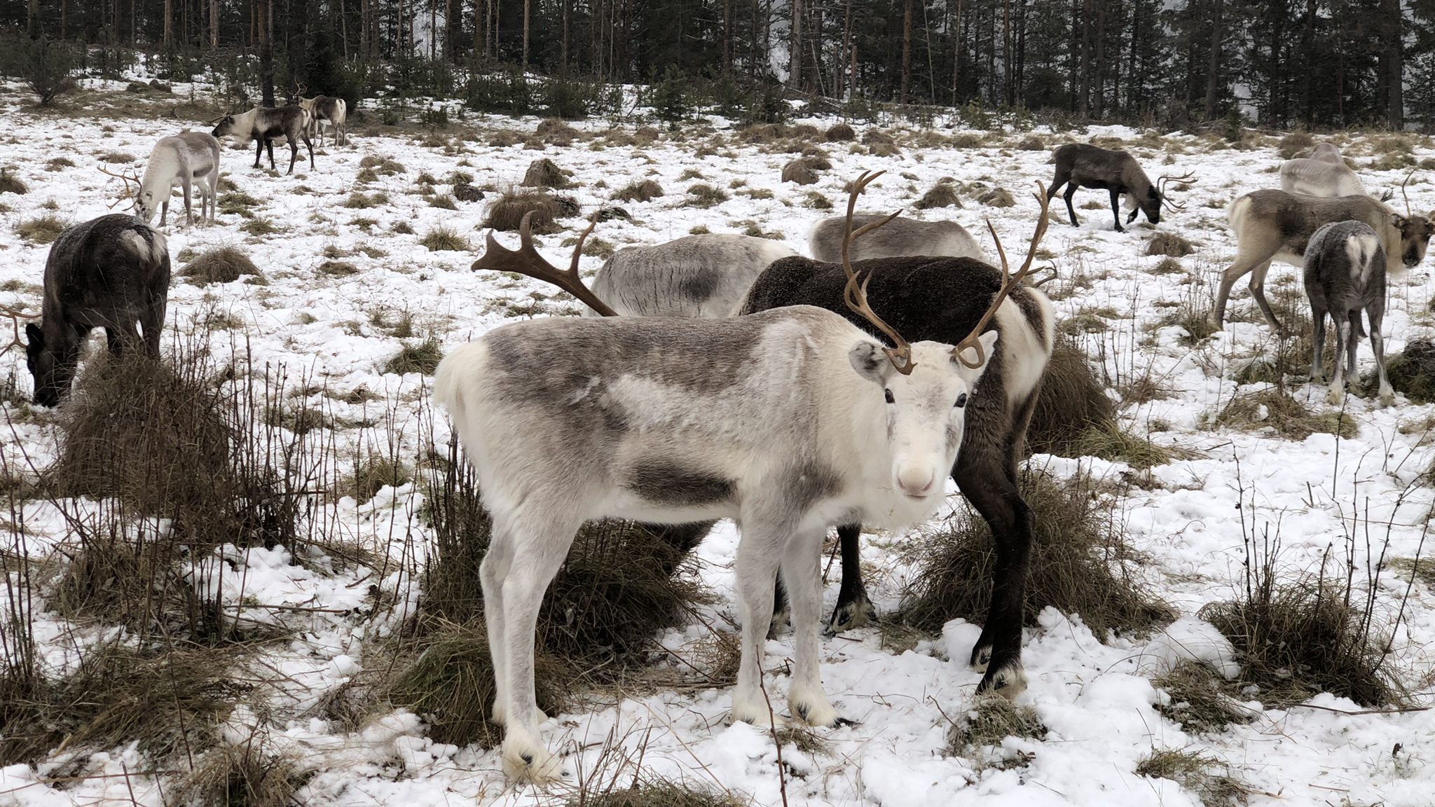 Renhjord betar på snötäckt mark i skogsmiljö.