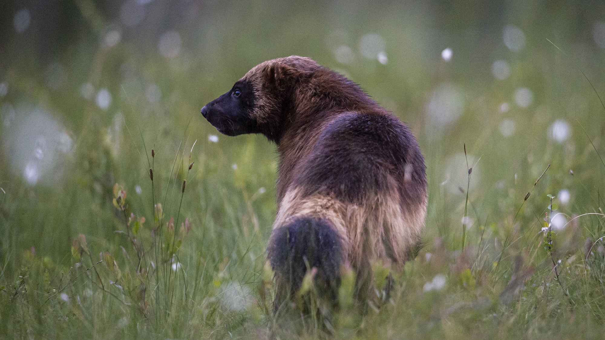 Järv i gräsbevuxen mark som blickar åt sidan.