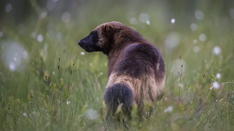 Järv i gräsbevuxen mark som blickar åt sidan.