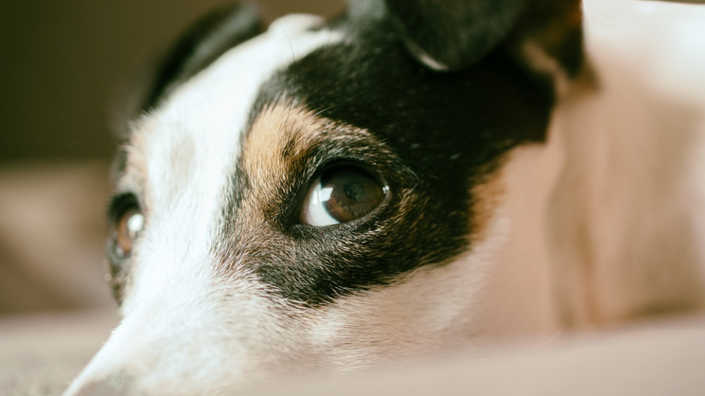 Jack russell terrier