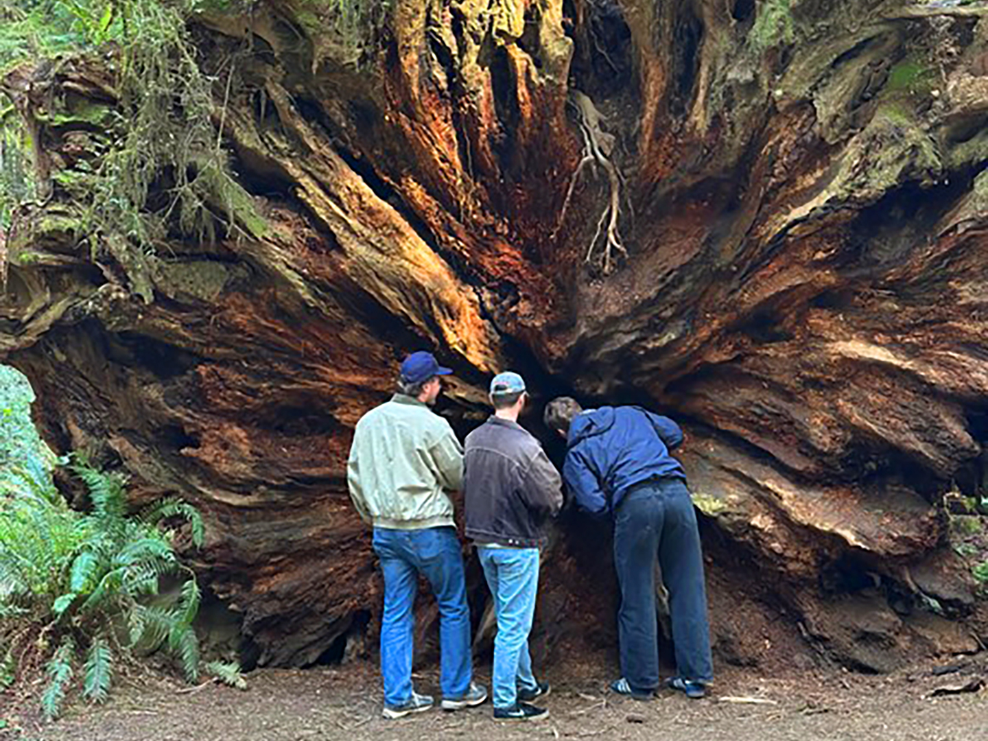 Fallen tree with large stump