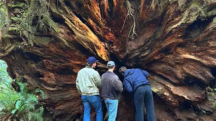 Omkullvräkt träd med stubbe