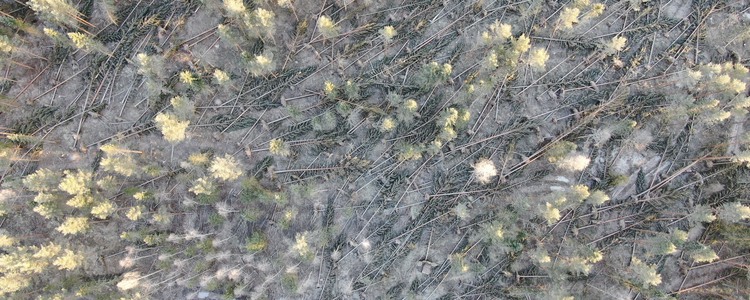 Stormskadad skog ovanifrån. Foto. 
