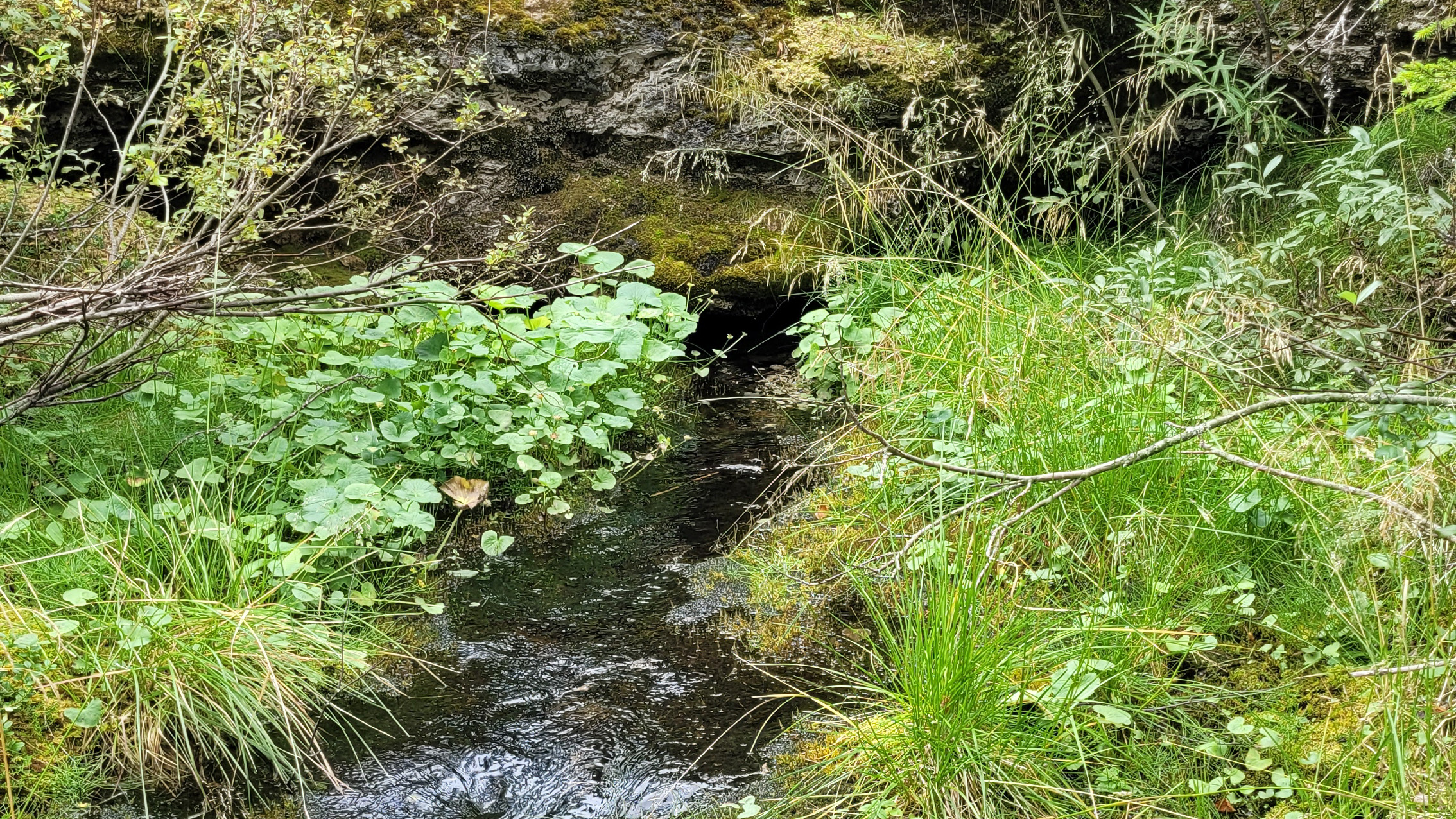 Vatten rinner ur en liten öppning i moss- och gräsbeklädd skog. Foto