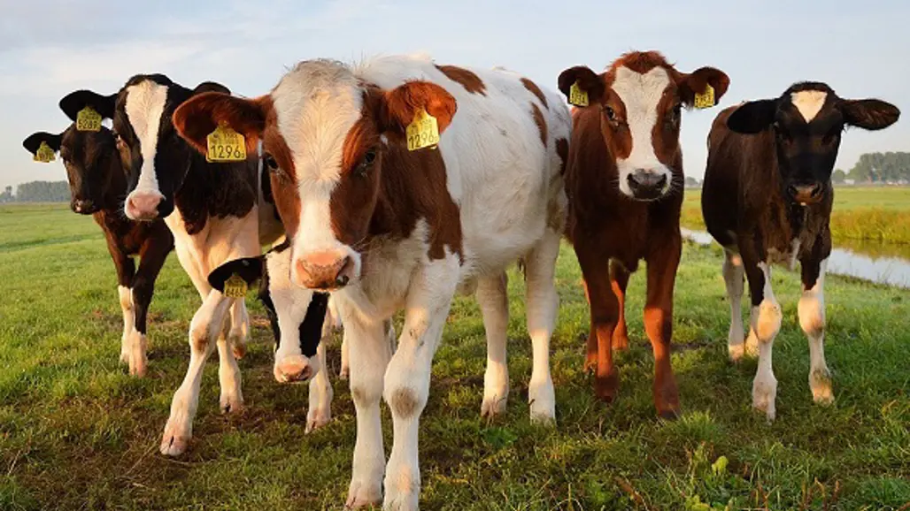 livestock-outdoors-on-grass