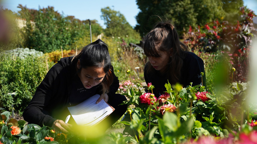 Studenter som studerar växter