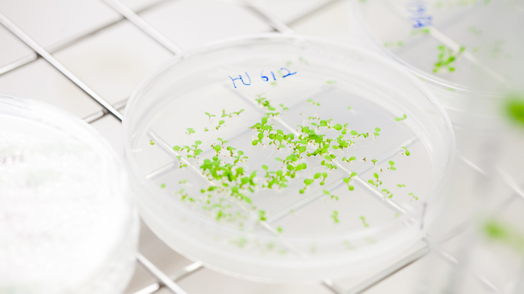 Plant species grown in vitro in the growth chambers of Uppsala Biocenter at SLU, Uppsala.