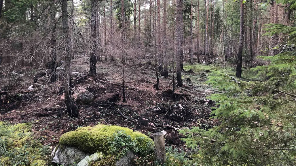Burnt forest
