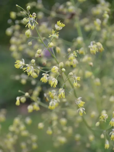Foto av Grönt kulturarv®s stor kustruta 'Rospiggen'. Bilden visar en närbild av de mycket små, gula och vita blommorna. I bakgrunden syns flera vippor med blommor i oskärpa.